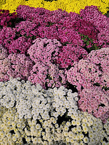 菊花植物红色季节白色花园植物群花瓣粉色绿色生长图片