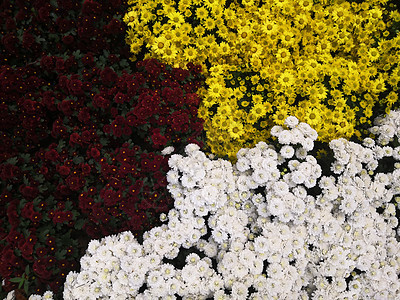 菊花黄色粉色花瓣植物生长植物群季节红色绿色花园图片