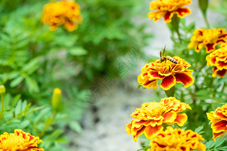 蜜蜂在法国母马上植物植物群红色叶子昆虫花园橙子黄色图片