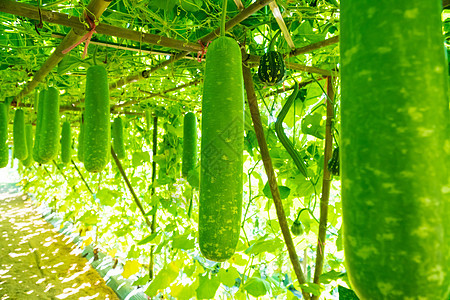 瓶装古尔德农业农场绿色水果木头食物美食蔬菜植物花园图片