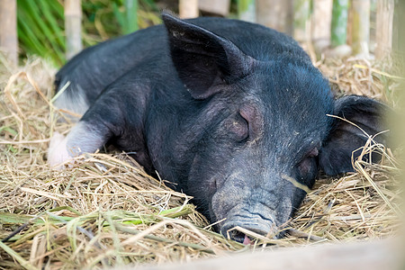 猪睡觉哺乳动物荒野动物鼻子公猪小猪黑色农场婴儿白色图片