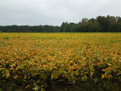 绿和黄黄大豆种植田或农场豆子植物黄豆场地植物学植物群绿色黄色农业农作物图片