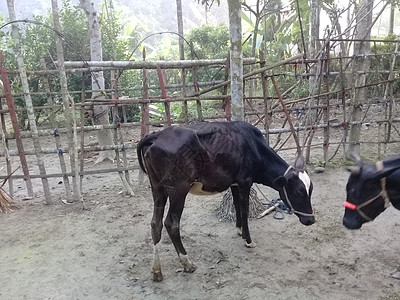 农场黑彩牛特写宠物主题哺乳动物脊椎动物动物国家天空山羊农田生产图片