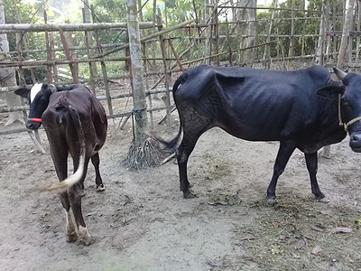 农场黑彩牛特写童牛奶牛牧场哺乳动物脊椎动物农业家畜生产山羊牛奶图片