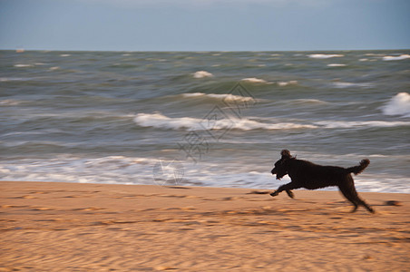 黑狗急匆匆忙地享受着快乐的奔跑 在金沙滩上海浪海洋城市跑步游艇日落日出小狗旅游旅行图片