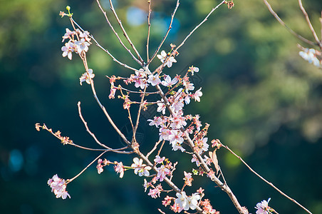 明亮闪耀的美丽樱花花 日本樱花商业天空叶子地标摩天大楼植物窗户公司城市旅行图片