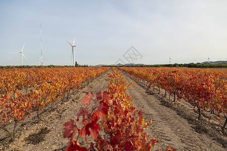 西班牙的秋叶红叶葡萄园生产树干树叶部门产品太阳场景水果植物灌木图片