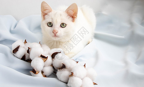 可爱的白小猫在蓝丝上的一串棉花附近材料农业工作室环境乡村生长柔软度蓝色农场桌子图片