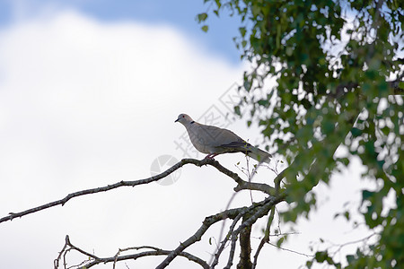 阳光在树枝上捕捉着这只野鸽子的红眼图片
