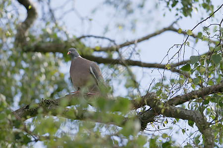 野生木鸽子坐在树枝上的绿叶上图片