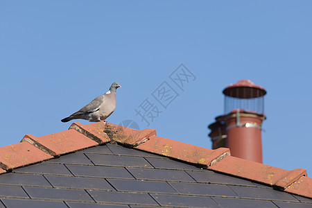 日落的木鸽登在高楼屋顶上 高到山顶图片