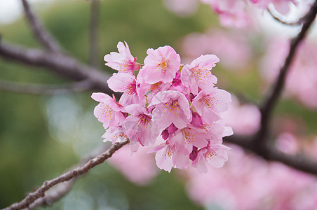 美丽盛开的粉红樱花鲜花公园墙纸植物群花瓣生长叶子季节植物花园天空图片