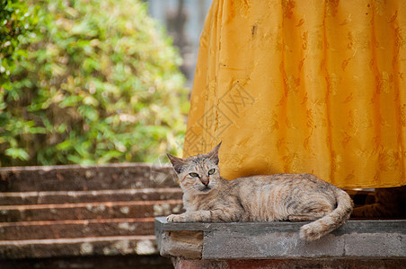 短发棕色可爱的睡猫 仰望着卷毛图片