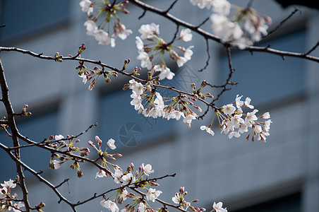 东京市白樱花草树图片