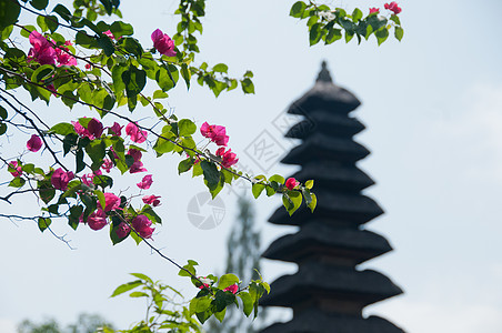 粉红美丽的花朵 后面有神圣的巴厘印度神庙图片