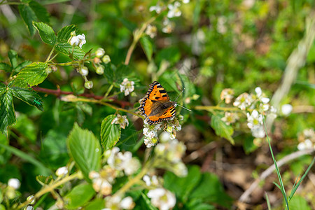 树叶上的毛冠蝴蝶荒野公园植物野生动物环境动物木头橙子宏观移民图片