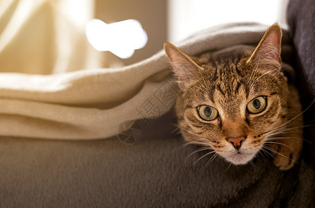 早上睡在沙发上的羊毛毯子里动物哺乳动物背景小憩宠物耳朵小猫拥抱说谎重力图片