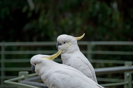 两只大白鹦鹉鸟直视前方图片