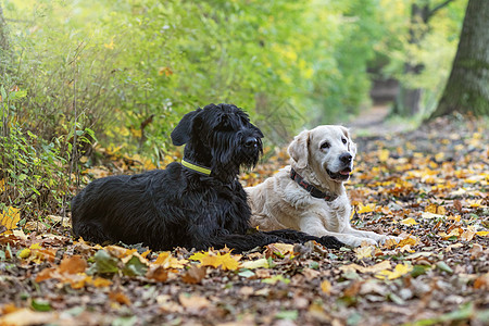 黑白狗和黑白狗在秋天出现图片