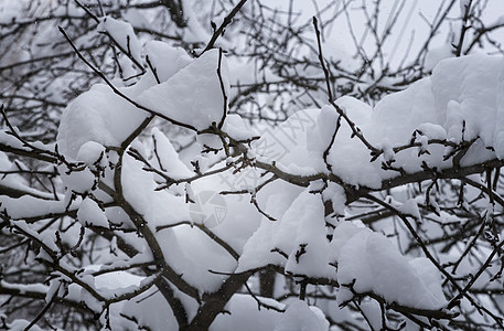 冬季风景 树枝下雪图片
