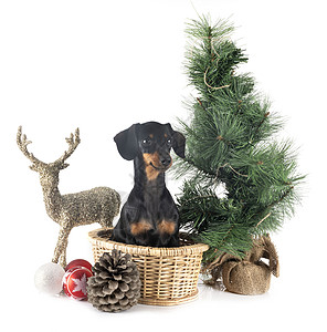 Dachshund在演播室宠物黑色松树棕褐色小狗驯鹿工作室动物奇装异服图片