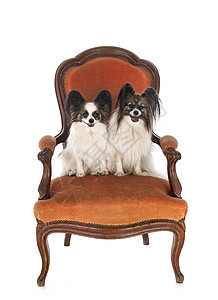 坐在椅子上的小狗狗安乐椅小狗家具工作室扶手椅宠物图片