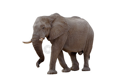 非洲大象孤立于白白哺乳动物皮肤男性濒危耳朵象牙荒野野生动物獠牙食草图片
