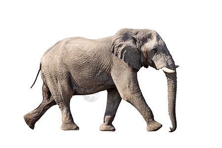 非洲大象孤立于白白力量男性动物荒野象牙野生动物树干獠牙耳朵食草图片
