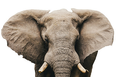 非洲大象孤立于白白象牙濒危皮肤荒野食草獠牙野生动物树干力量动物图片