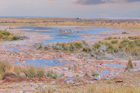 Etosha 游戏保留区平底锅蓝色公园植物荒野场地旅游场景草地目的地图片