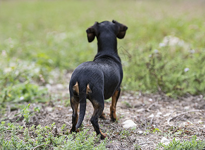 Dachshund 性质小狗动物宠物黑色棕褐色尾巴图片