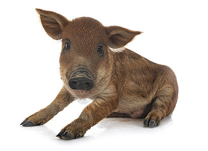 演播室里的年轻曼加里卡动物宠物婴儿小猪木板外套工作室背景图片