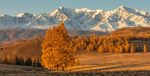 美丽的山谷全景 背景是金色的树木和白色的雪山 前景是一棵孤独的树 下降时间 日出 阿尔泰山 俄罗斯 黄金时段岩石旅游旅行城市天气图片