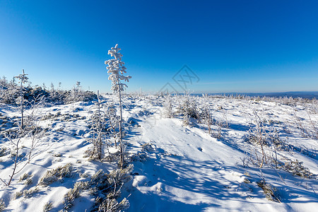 Zeya保留地的原始自然特性 白雪覆盖的圣诞树站在雪山顶上 对着蓝天假期天空暴风雪照明雾凇环境全景降雪木头天气图片