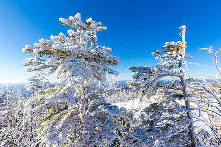 Zeya保留地的原始自然特性 白雪覆盖的圣诞树站在雪山顶上 对着蓝天降雪照明森林阳光天空太阳高地首脑木头暴风雪图片