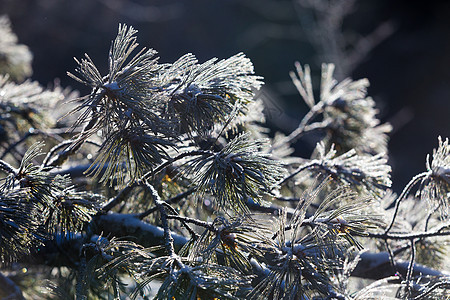 Zeya保留地的原始自然特性 白雪覆盖的圣诞树站在雪山顶上 对着蓝天假期降雪暴风雪森林全景童话天空天气公园首脑图片