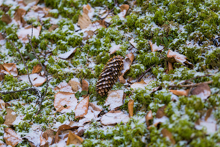 浮云在绿色的苔上 上面覆满了积雪图片