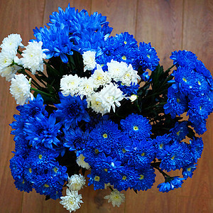 木本底 顶视图上的蓝色和白色菊花绿色花园花瓣紫色植物群女士礼物植物图片