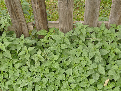 木栅栏上的刺网药品荨麻疹植物熟食食物疼痛荒野荨麻植物学植物群图片