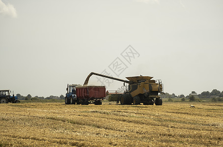 联合收割机农业机械收割金黄成熟的麦田 收割机在阳光明媚的夏日收割小麦并将其倒入拖拉机拖车中工作灰尘粮食生长玉米谷物场地植物生产收图片