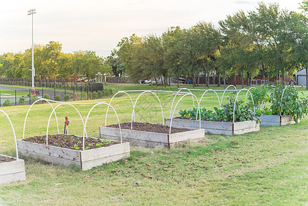 美国小学采用 PVC 管冷架支撑和背景跑道的高床花园可持续食品农业城市拨款教育菜园社区蔬菜学习图片