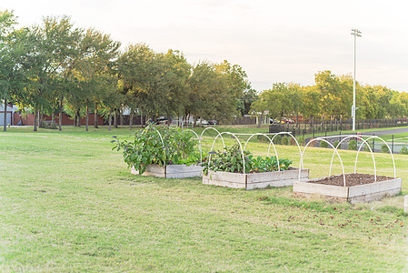 美国小学采用 PVC 管冷架支撑和背景跑道的高床花园城市产品花园社区栽培植物园艺教育蔬菜可持续图片