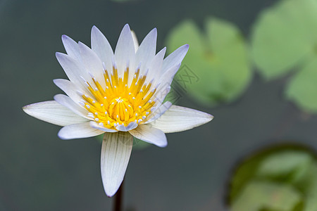 美丽的白莲花环境花园水池植物群池塘情调热带异国植物学叶子图片