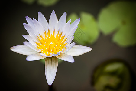 美丽的白莲花公园植物冥想植物学水池池塘植物群情调叶子热带图片