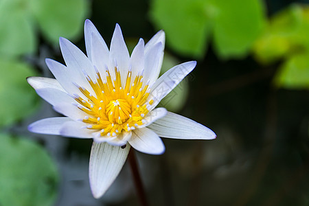 美丽的白莲花植物群环境冥想叶子植物学花园热带情调水池植物图片