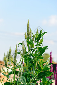 多彩多彩的春草地花朵植物季节农村叶子生长环境草本植物绿色荒野阳光图片