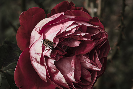 在花园里隔着多彩玫瑰花瓣的蜜蜂 上面有复制空间美丽玫瑰花玫瑰花瓣植物植物群香水热情卡片墙纸叶子背景图片