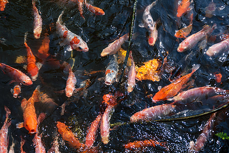长效鲤鱼 米略花园池塘锦鲤水池热带野生动物橙子红色宠物黄色图片