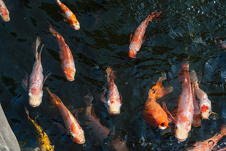 长效鲤鱼 米略红色金子花园橙子池塘锦鲤野生动物黄色宠物热带图片