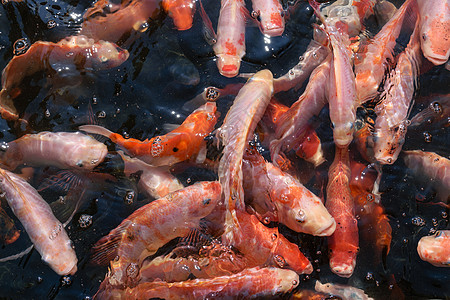 长效鲤鱼 米略花园锦鲤水池橙子野生动物红色金子黄色宠物热带图片